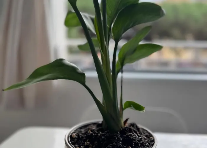 Salitre By M&pfanals , Apartment Lloret de Mar